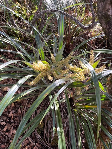 Astelia menziesiana observed 2025-04-07