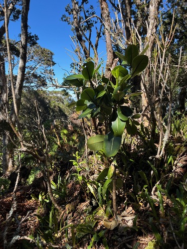Melicope clusiifolia observed 2025-04-07