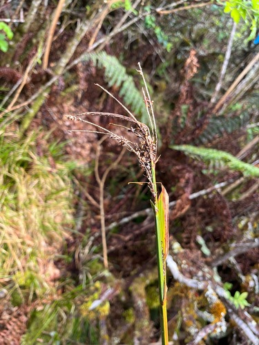 Carex alligata observed 2025-04-06