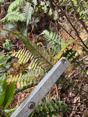 Asplenium polyodon observed 2025-04-06