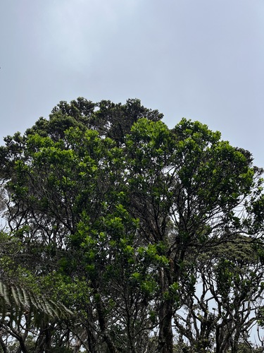Ilex anomala observed 2025-04-06