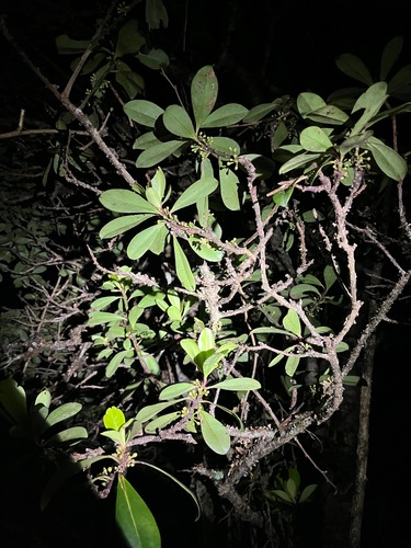 Myrsine lessertiana observed 2025-04-05