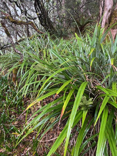 Astelia menziesiana observed 2025-04-05