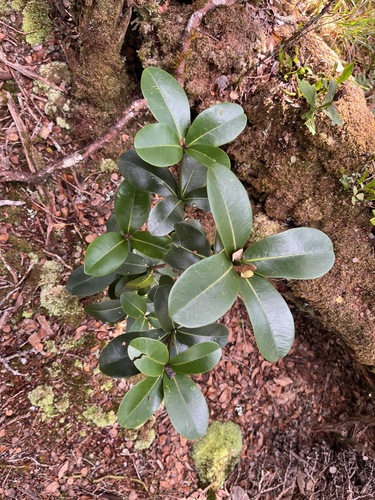 Melicope clusiifolia observed 2025-04-04