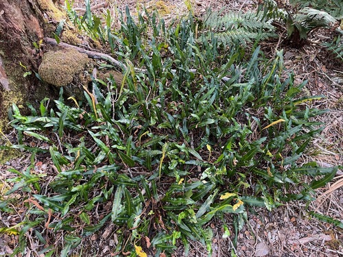 Elaphoglossum wawrae observed 2025-04-04