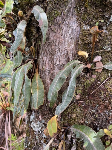Elaphoglossum paleaceum observed 2025-04-04