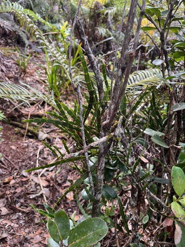 Korthalsella complanata observed 2025-04-04