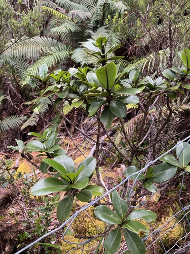 Melicope clusiifolia observed 2025-04-04