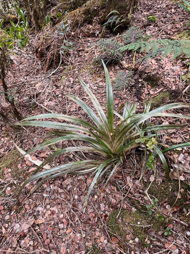 Astelia menziesiana observed 2025-04-04