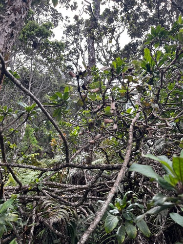 Clermontia samuelii ssp. samuelii