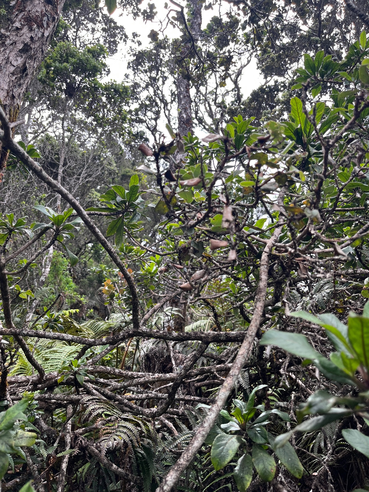Clermontia samuelii ssp. samuelii