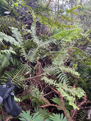 Sticherus owhyhensis observed 2025-04-04