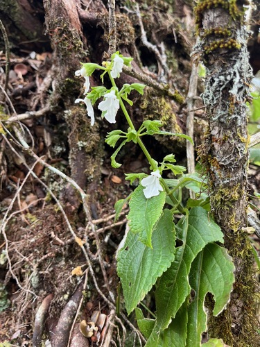 Phyllostegia ambigua observed 2025-04-04