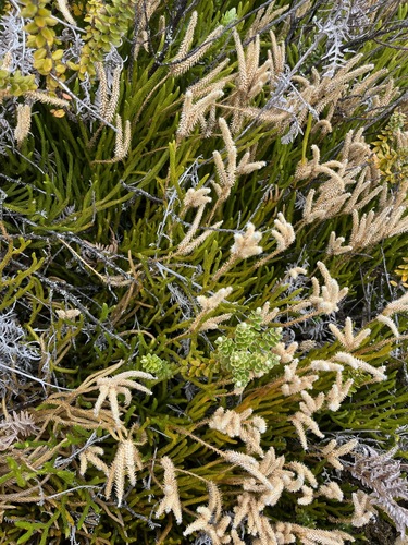 Lycopodium venustulum observed 2025-04-03
