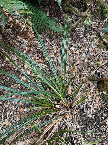 Carex alligata observed 2025-04-03