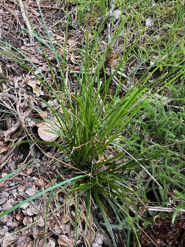 Carex uncinata observed 2025-04-03