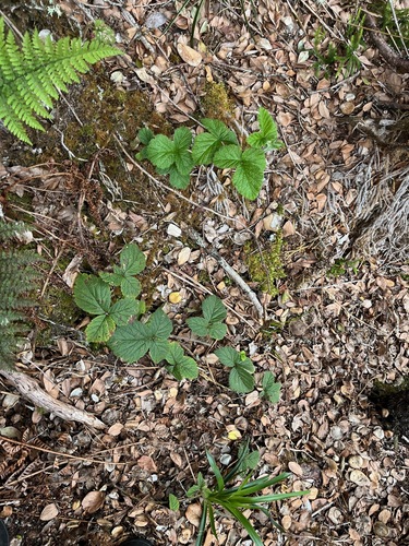 Rubus macraei observed 2025-04-03