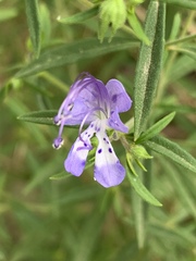 Trichostema