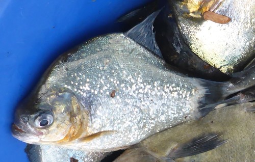 Eigenmann's piranha (Serrasalmus eigenmanni) — Serrasalmidae