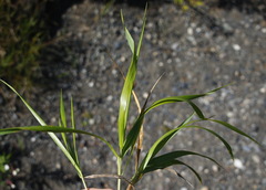 Elymus gmelinii