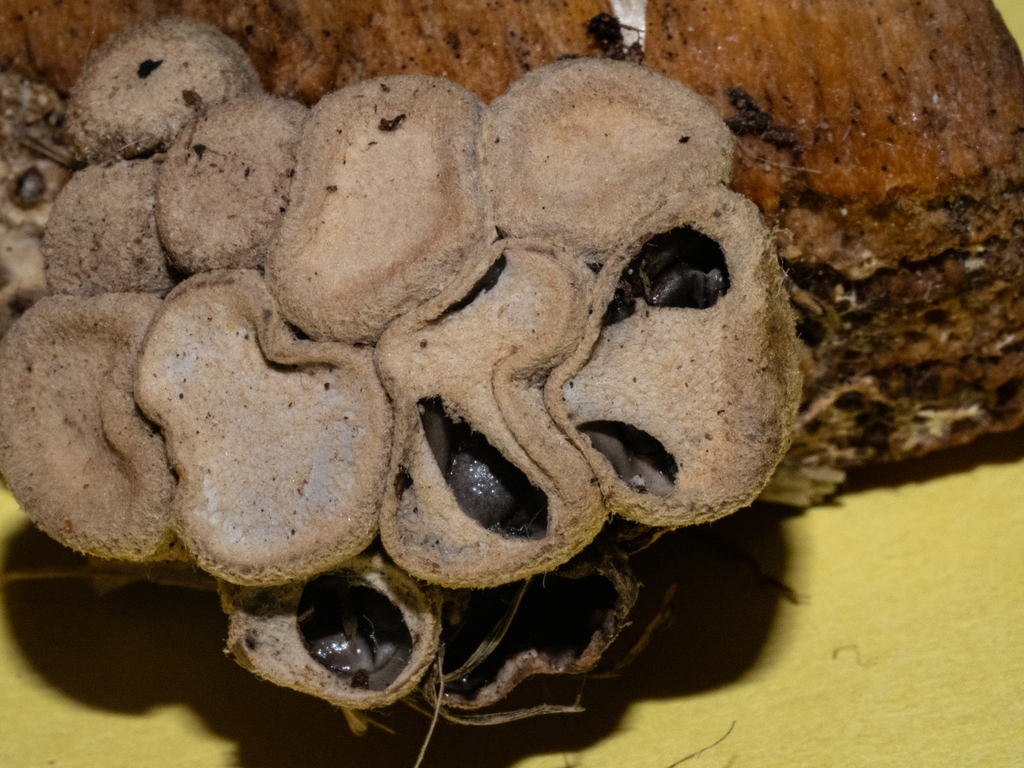 Cyathus olla · April 2025 · photo: © carey_knox_southern_scales (iNaturalist, cc-by-nc)