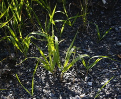 Elymus gmelinii