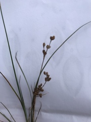 Juncus compressus