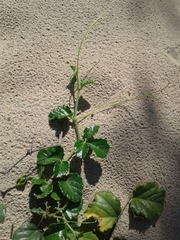 Cyphostemma flaviflorum