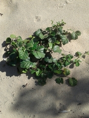 Cyphostemma flaviflorum