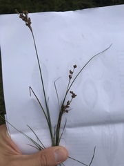 Juncus compressus