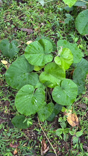 Argyreia nervosa observed 2025-04-17
