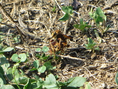 Asilus crabroniformis