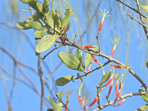 Image of Lysiana maritima by (c) Scott W. Gavins, some rights reserved (CC BY)