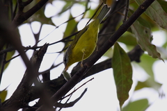 Phylloscopus xanthoschistos