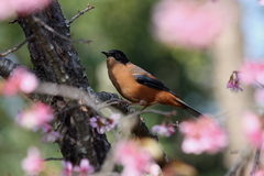 Heterophasia capistrata