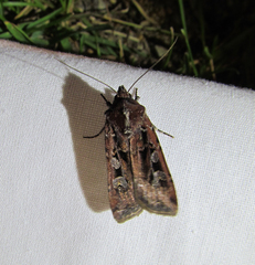 Euxoa ochrogaster