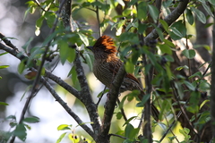 Grammatoptila striata