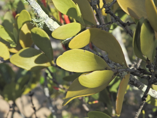 Image of Lysiana maritima by (c) Scott W. Gavins, some rights reserved (CC BY)
