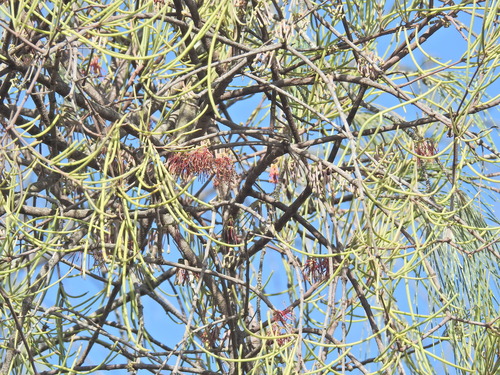 Image of Needle-leaf mistletoe by (c) Scott W. Gavins, some rights reserved (CC BY)