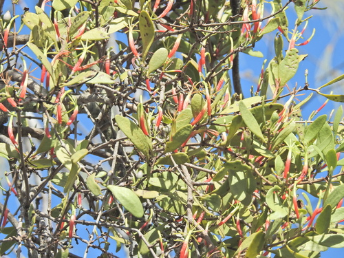 Image of Lysiana maritima by (c) Scott W. Gavins, some rights reserved (CC BY)