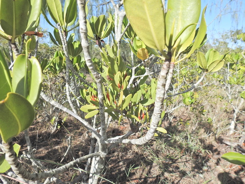 Image of Lysiana maritima by (c) Scott W. Gavins, some rights reserved (CC BY)
