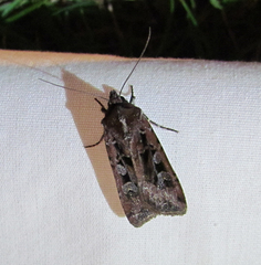 Euxoa ochrogaster