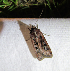 Euxoa ochrogaster