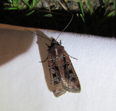 Euxoa ochrogaster