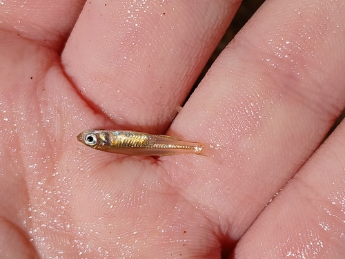 Tawny hardyhead (Craterocephalus fulvus) — Atherinidae — 2