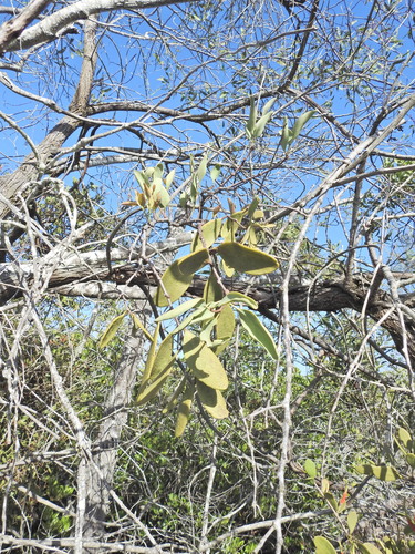 Image of Dendrophthoe vitellina by (c) Scott W. Gavins, some rights reserved (CC BY)