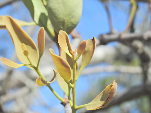 Image of Dendrophthoe vitellina by (c) Scott W. Gavins, some rights reserved (CC BY)