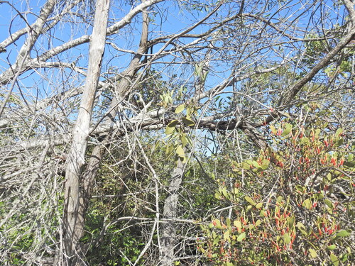Image of Dendrophthoe vitellina by (c) Scott W. Gavins, some rights reserved (CC BY)