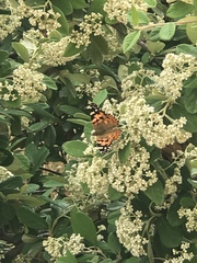 Vanessa cardui