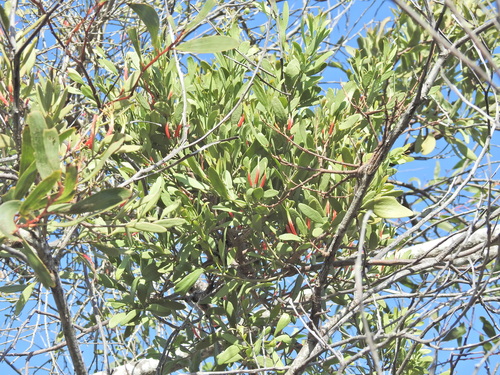 Estuarine Mistletoe (Lysiana maritima)